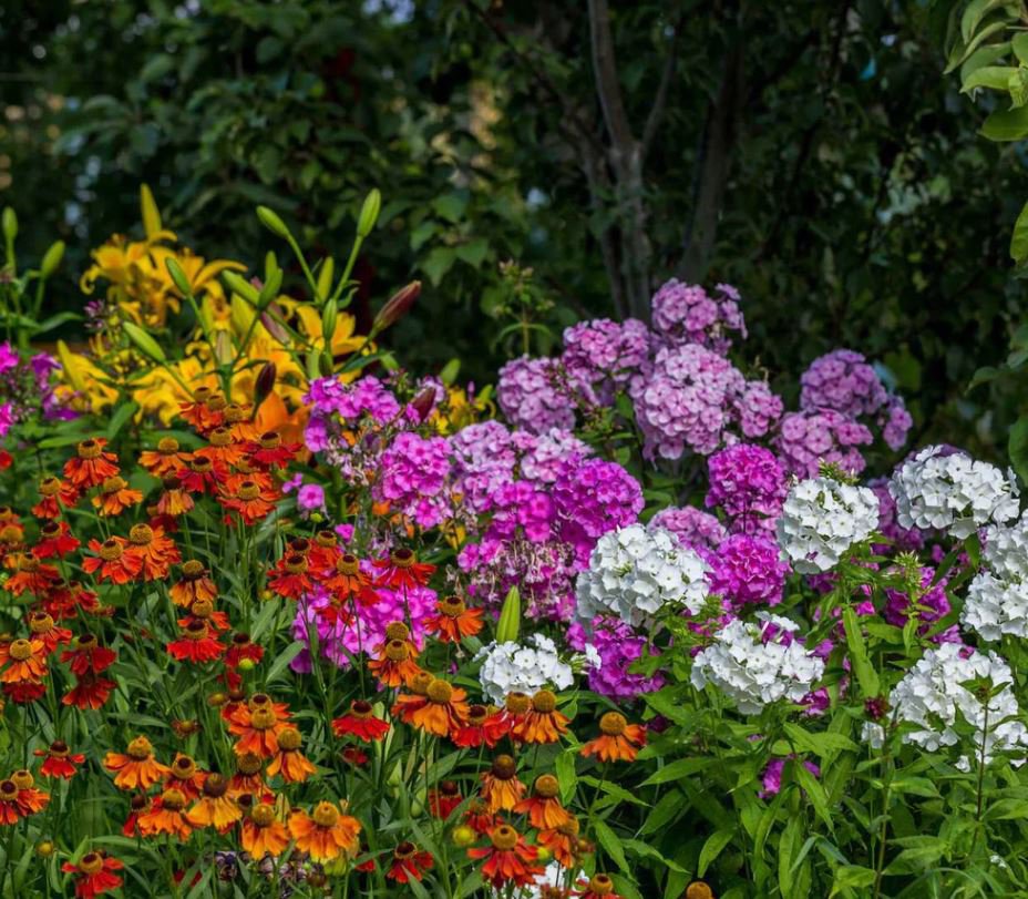 Perennial Grab Bag (25 Plants)