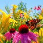 Perennial Grab Bag (25 Plants)