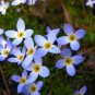 Perennial Grab Bag (25 Plants)