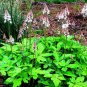 Perennial Grab Bag (25 Plants)
