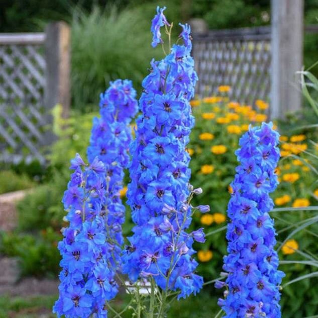 Larkspur Delphenium (1 Plant)