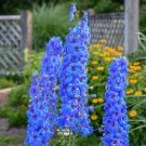 Larkspur Delphenium (1 Plant)