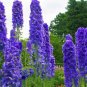 Larkspur Delphenium (1 Plant)