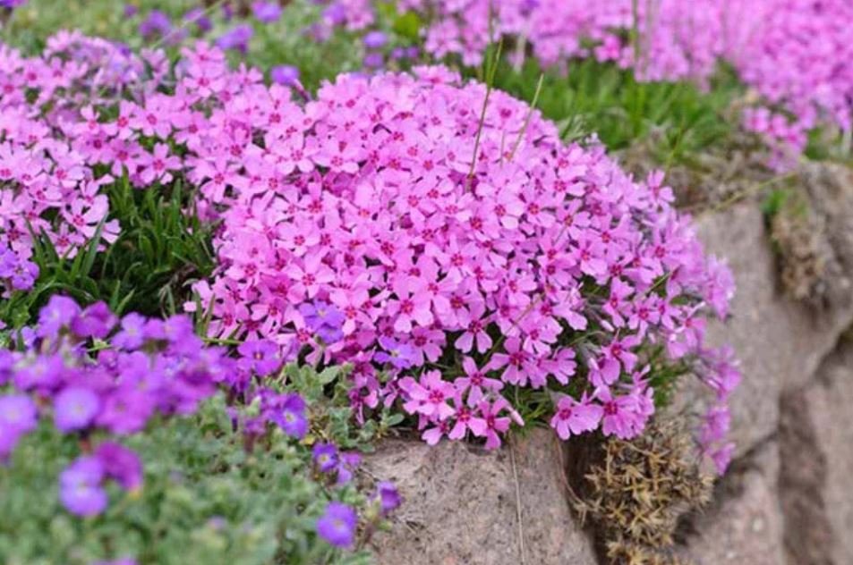 Creeping Phlox (1 Plant)