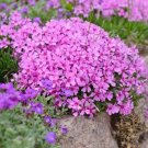 Creeping Phlox (1 Plant)