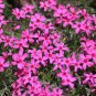 Creeping Phlox (1 Plant)
