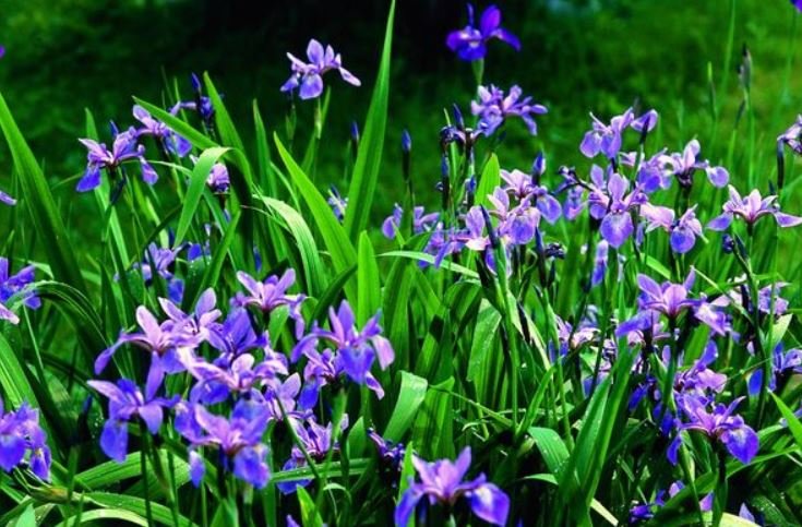 Blue Flag Iris (1 Plant)
