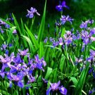 Blue Flag Iris (1 Plant)