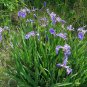 Blue Flag Iris (1 Plant)