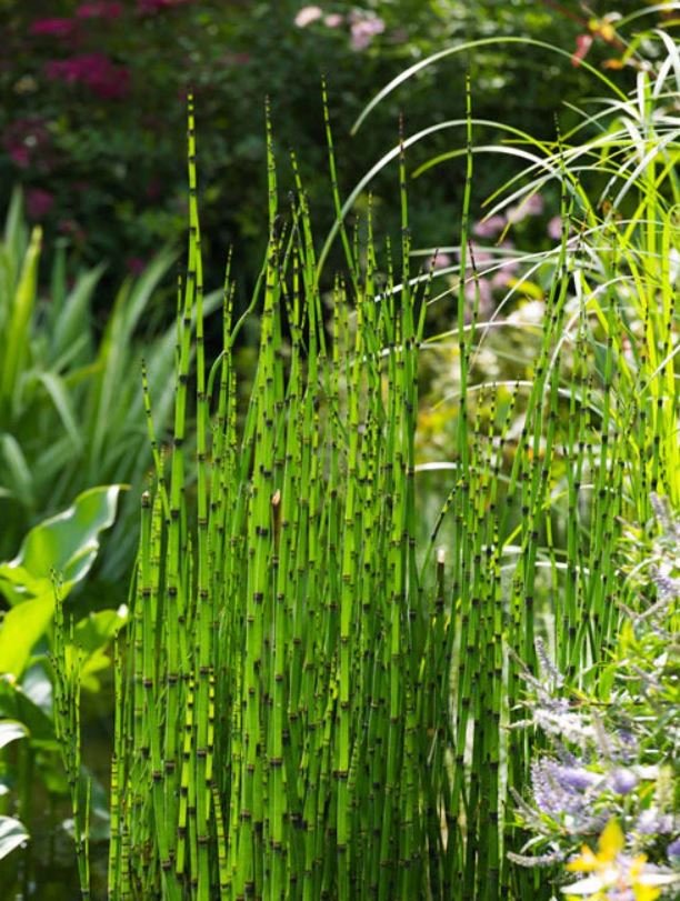 Horsetail Plant (1 Plant)