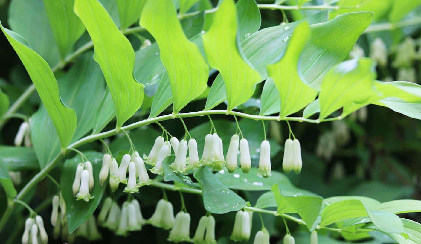 Solomon's Seal Plant (1 Plant)