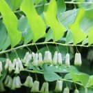 Solomon's Seal Plant (1 Plant)