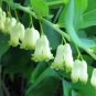 Solomon's Seal Plant (1 Plant)