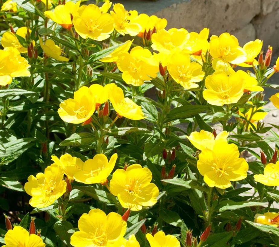 Evening Primrose (1 Plant)