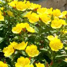 Evening Primrose (1 Plant)