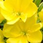 Evening Primrose (1 Plant)