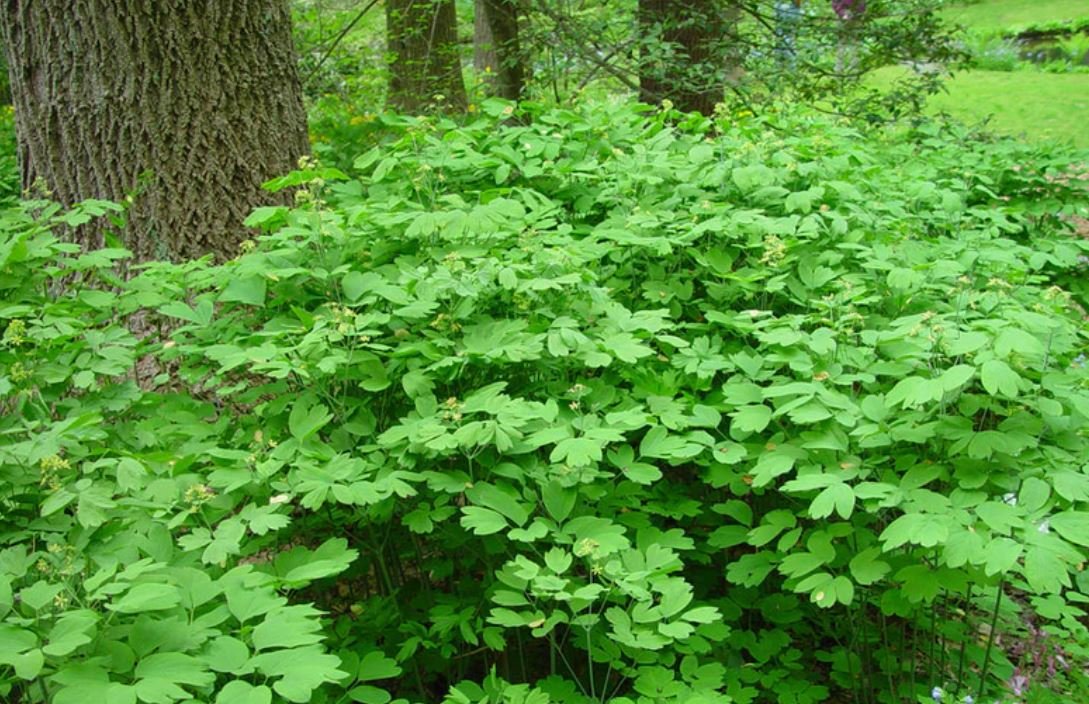 Blue Cohosh (1 Plant)