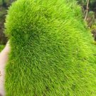 Broom Forkmoss - 5 Square Feet (1 Plant)