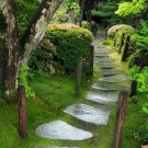 Carpet Moss - 5 Square Feet (1 Plant)