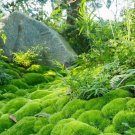 Cushion Moss - 5 Square Feet (1 Plant)