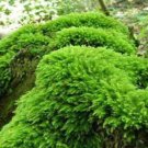Fern Moss - 5 Square Feet (1 Plant)