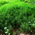 Hedwigia Ciliate Moss - 5 Square Feet (1 Plant)
