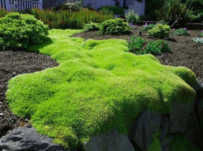 Irish Moss 5 Square Feet (1 Plant)