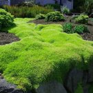 Irish Moss - 5 Square Feet (1 Plant)