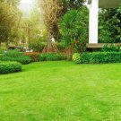 Lawn Moss - 5 Square Feet (1 Plant)