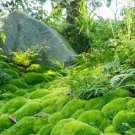 Mood Moss - 5 Square Feet (1 Plant)