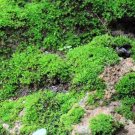 Peat Moss - 5 Square Feet (1 Plant)