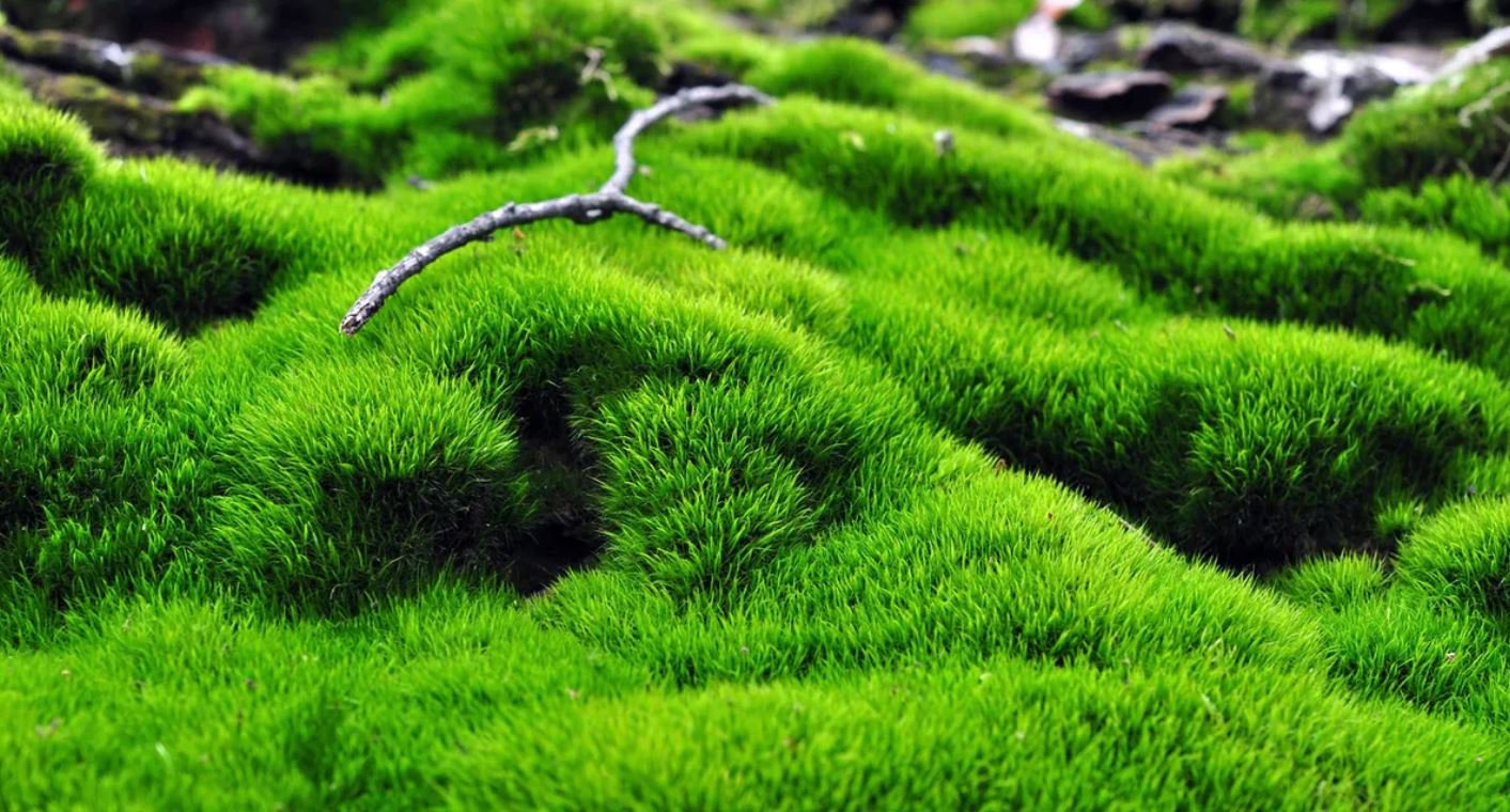 Tree Moss - 5 Square Feet (1 Plant)