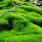 Tree Moss - 5 Square Feet (1 Plant)