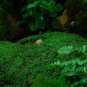 Tree Moss - 5 Square Feet (1 Plant)