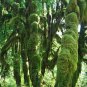 Tree Moss - 5 Square Feet (1 Plant)