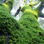 Tree Moss - 5 Square Feet (1 Plant)
