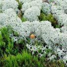 Reindeer Moss - 5 Square Feet (1 Plant)
