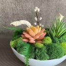 Reindeer Live Moss Bowl (With Moss) jocad (1 Plant)