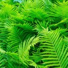 Bracken Fern (1 Plant)