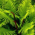 Cinnamon Fern (1 Plant)