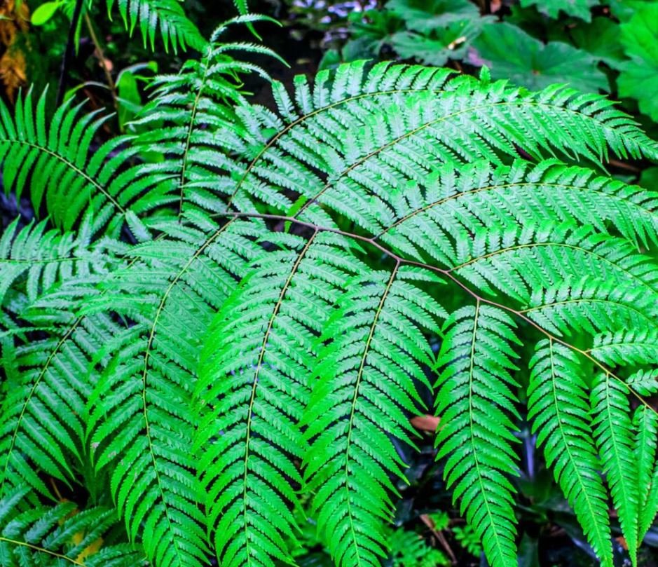 Glade Fern (1 Plant)