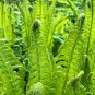 Glade Fern (1 Plant)