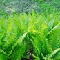 Glade Fern (1 Plant)