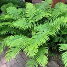 Ostrich Fern (1 Plant)