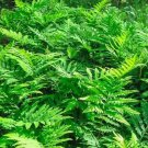 Sensitive Fern (1 Plant)