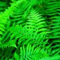 Sensitive Fern (1 Plant)