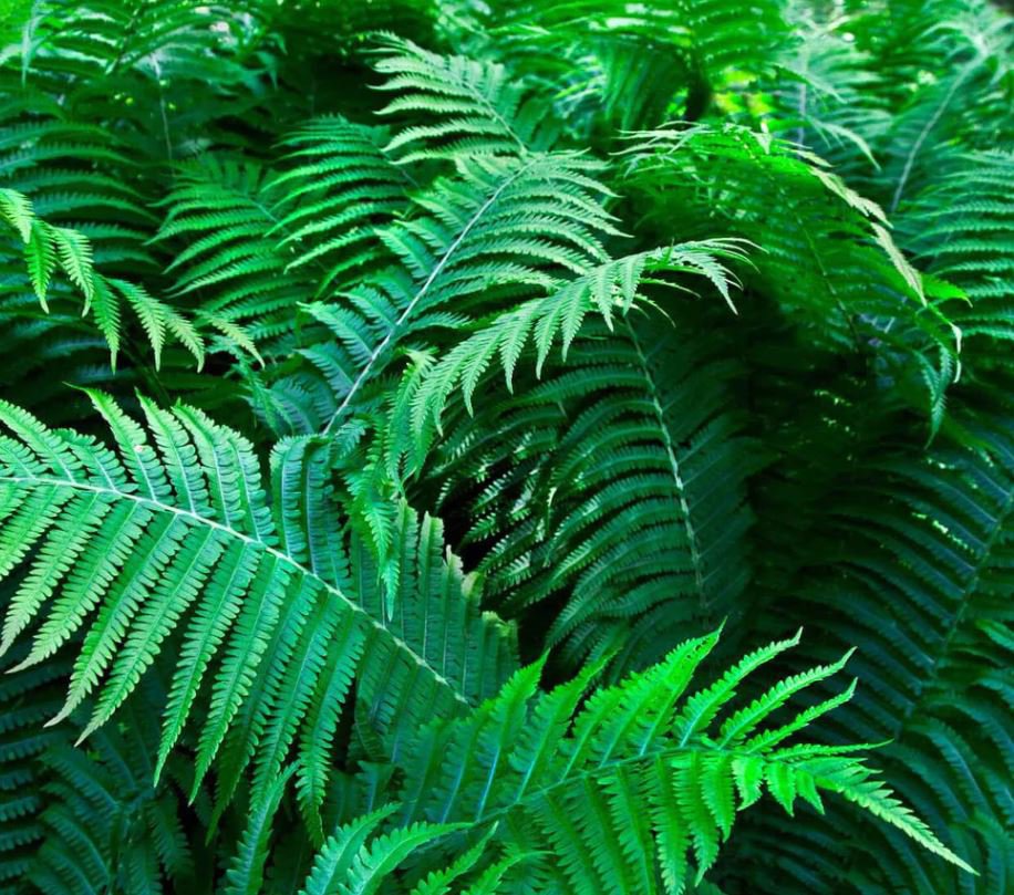 Fern Variety Set (10 Plants)