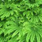 Fern Variety Set (10 Plants)