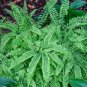 Fern Variety Set (10 Plants)
