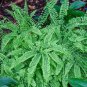 Fern Variety Set (10 Plants)
